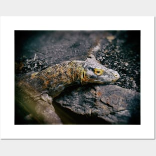 Komodo Dragon Posters and Art